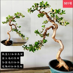 瓜子黄杨文人树盆景老桩白皮四季常青阳台庭院茶几耐寒喜阳绿植
