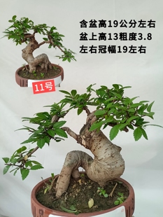小型榆树盆景小叶榔榆老桩绿植盆栽榆钱树疙瘩童子功曲杆办公桌