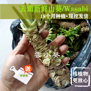 山葵新鲜150g(3-8根)送工具现挖3天内发货 芥末辣根料理调味料