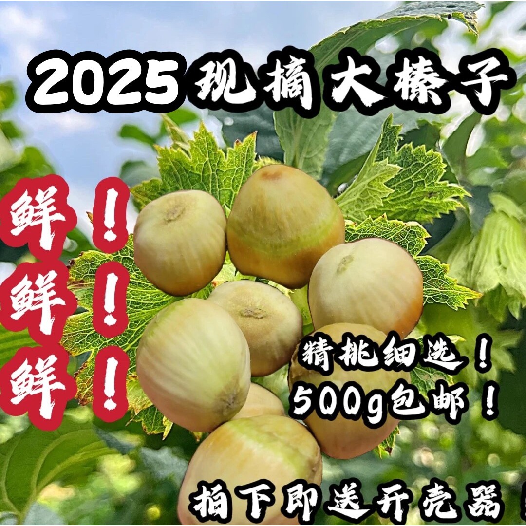 山姆冠名2025年新鲜水瓤水仁带绿皮生榛子东北桓仁大榛子现摘现发