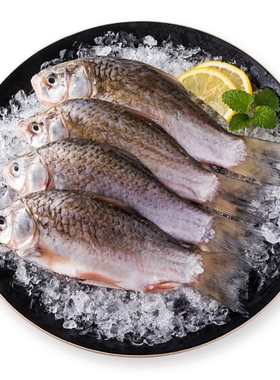 查干湖捕捞三去鲫鱼 去鳞去鳃去内脏 新鲜活淡水鱼冷冻月子炖汤