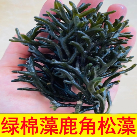 海缸造景海水植物活海藻水藻海草水草鹿角藻松藻绿棉藻珊瑚海芦苇