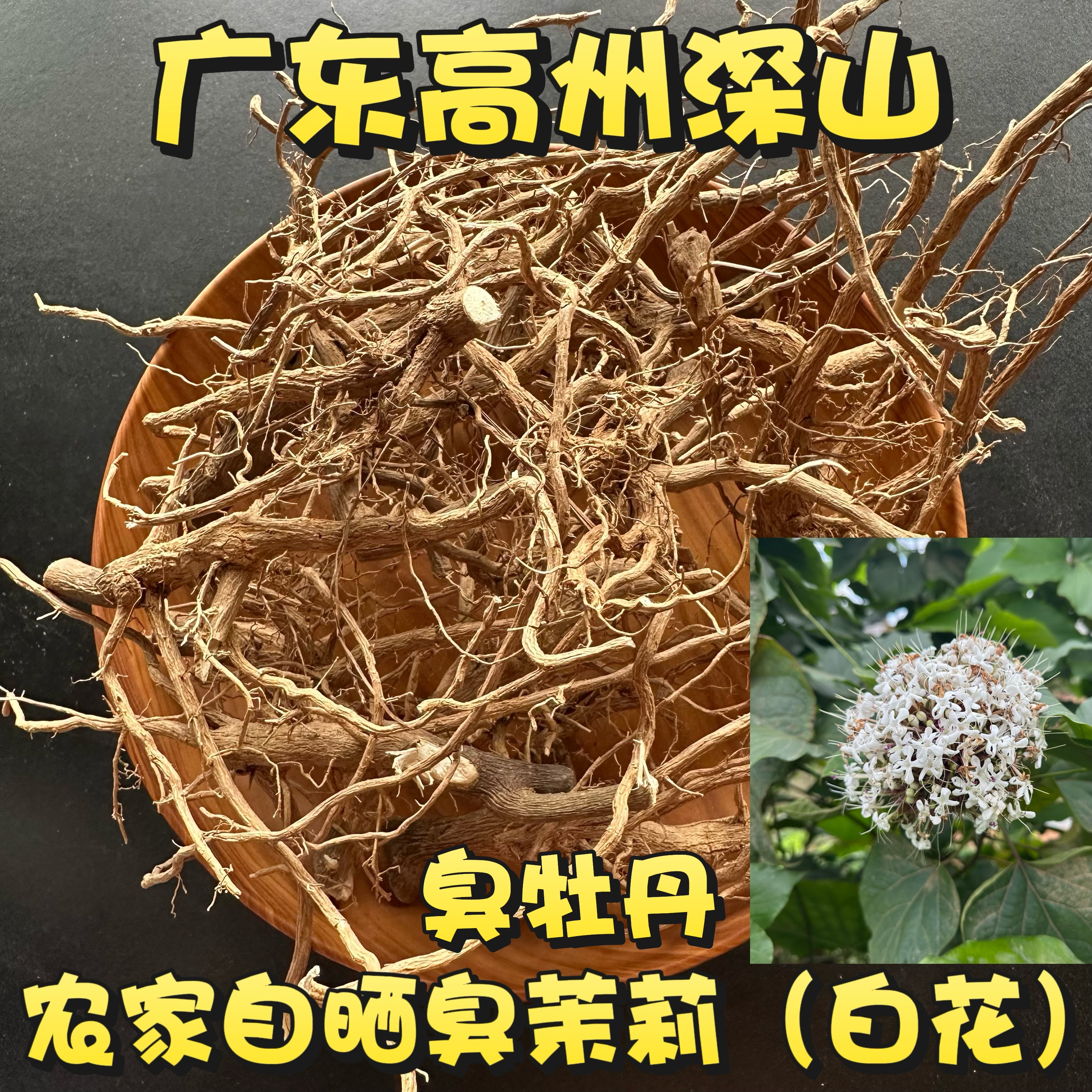 广东臭茉莉根别名过墙风臭朱桐农家晒白花臭牡丹枝叶穿墙过壁包邮