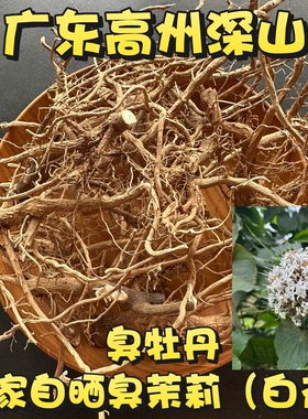 广东臭茉莉根别名过墙风臭朱桐白花臭牡丹枝叶穿墙过壁中药材包邮