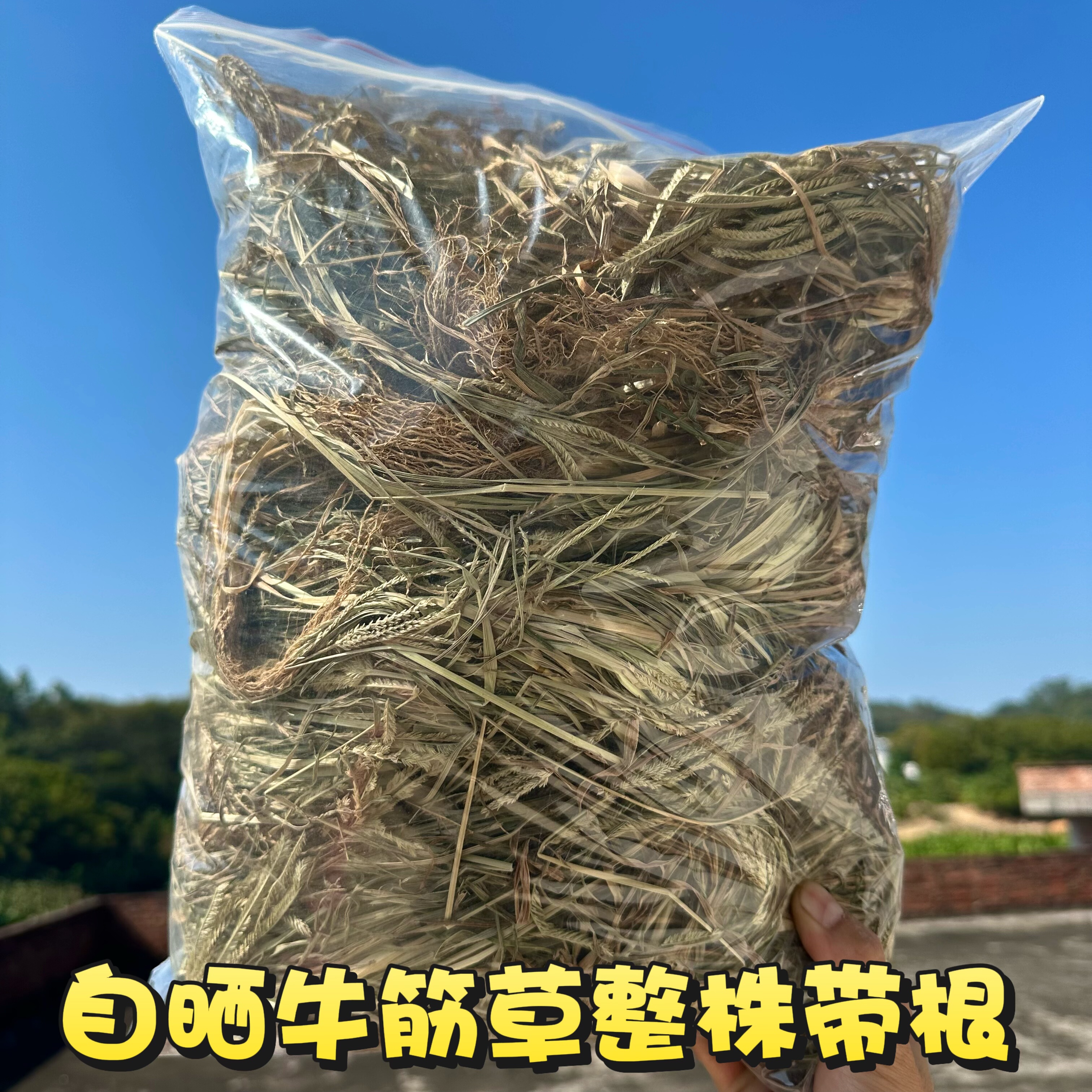 牛筋草 千人踏广东忝仔草老驴草千人拔整株带根籽干品中草药250克