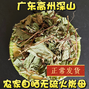 火炭母草中药材火炭星 赤地利新鲜火炭藤 干白饭藤信饭藤广东茂名