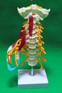 高级颈椎带肌肉椎动脉后枕骨椎间盘与神经模型颈椎带肌肉模型 颈