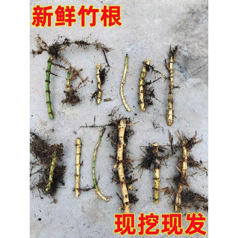 竹子苗 紫竹芽 竹芽头 金镶玉