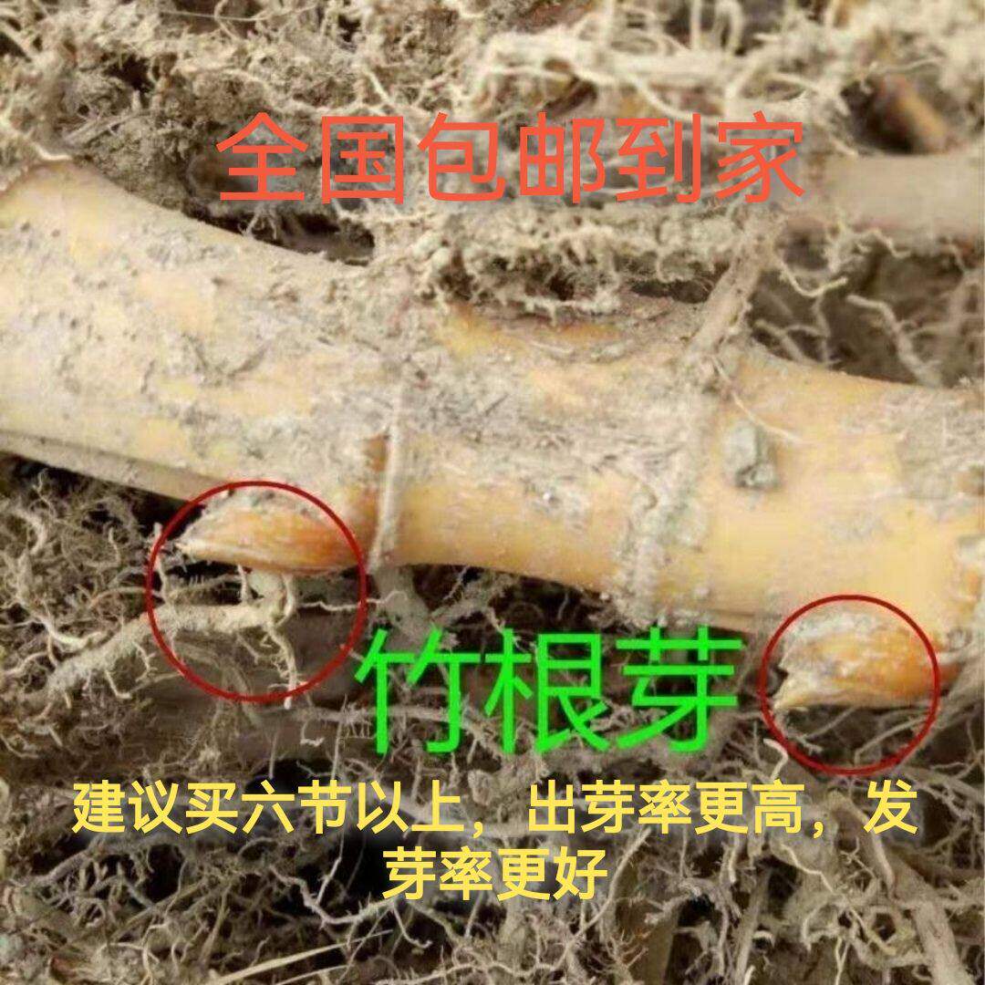 浙江大型雷竹苗 毛竹根 楠竹子桌面绿植