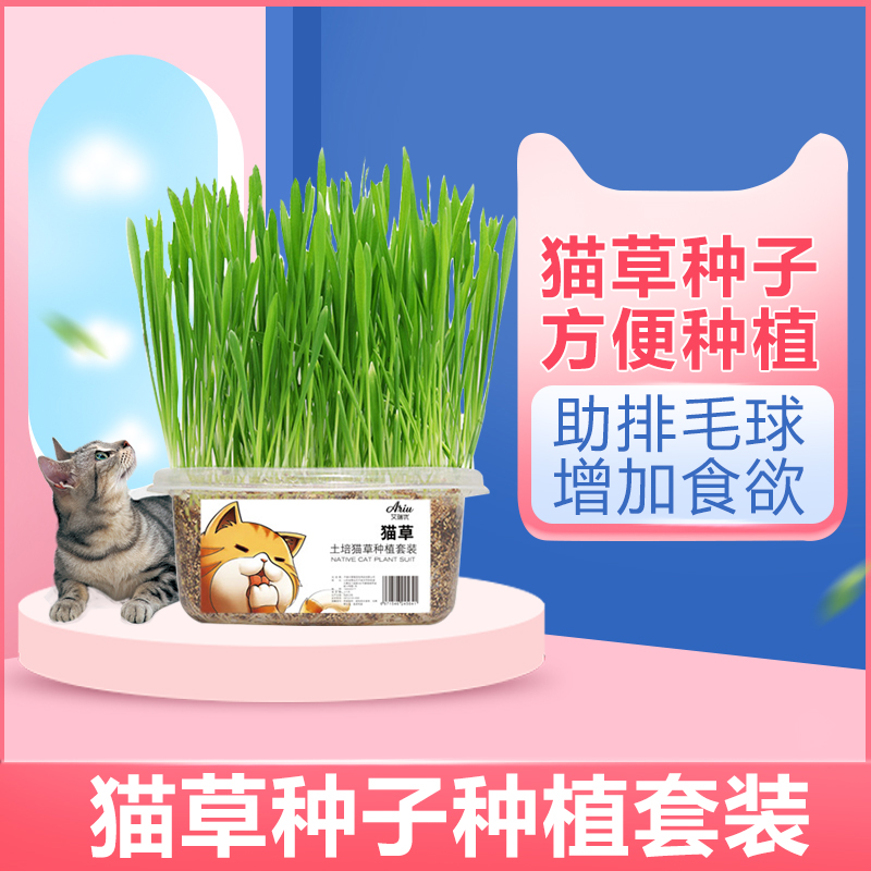 猫草种子无土栽培猫草懒人水培猫草去毛球助消化猫零食猫草种植 宠物/宠物食品及用品 猫零食罐 原图主图