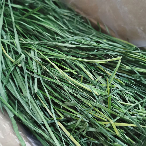 嫩苗提摩西草叶兔子龙猫豚鼠