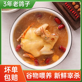 正宗老鸽子下单新鲜现杀土鸽生鲜肉鸽月子煲汤农家散养谷饲肉鸽