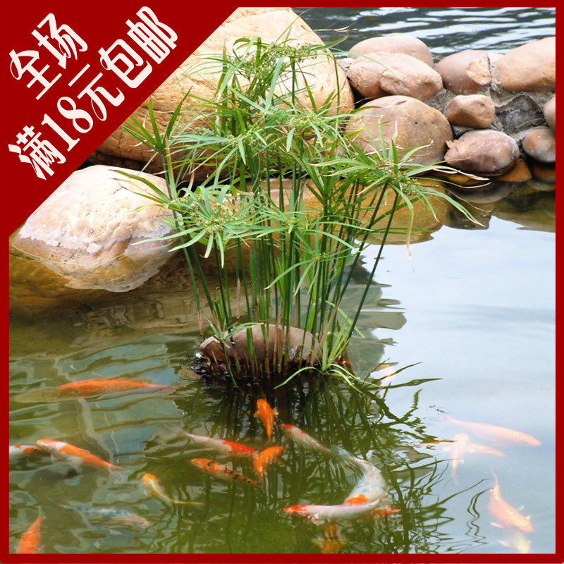 水生花卉水培植物水竹旱伞草风车草室内盆栽池塘鱼塘庭院水池造景