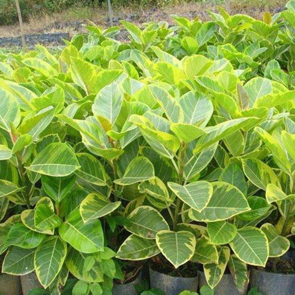 富贵榕树苗花叶富贵榕盆栽苗室内盆景富贵榕马来西亚进口富贵榕