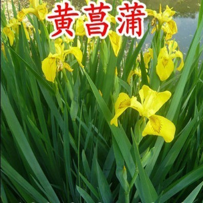 黄菖蒲花苗水生植物花卉黄花鸢尾湿地鱼池绿化水栽工程绿化香蒲草