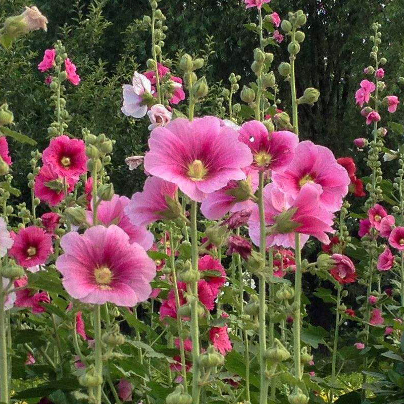 蜀葵花籽花苗蜀葵重瓣盆栽种子一丈红盆栽蜀葵种子阳台蜀葵花种