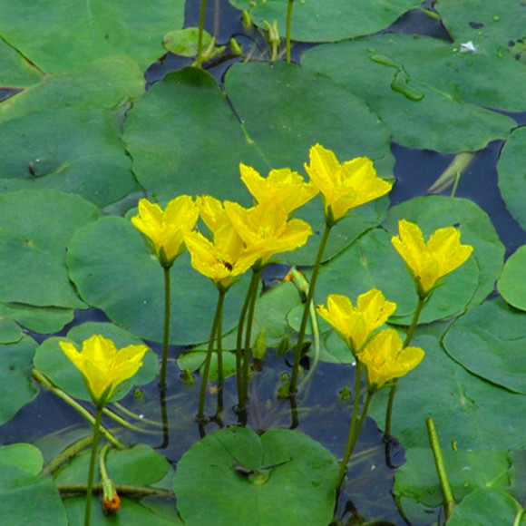 一叶莲黄花荇菜苗 莕菜养鱼龟虾缸造景观微 水草浮萍水生水培植物 鲜花速递/花卉仿真/绿植园艺 绿植 原图主图