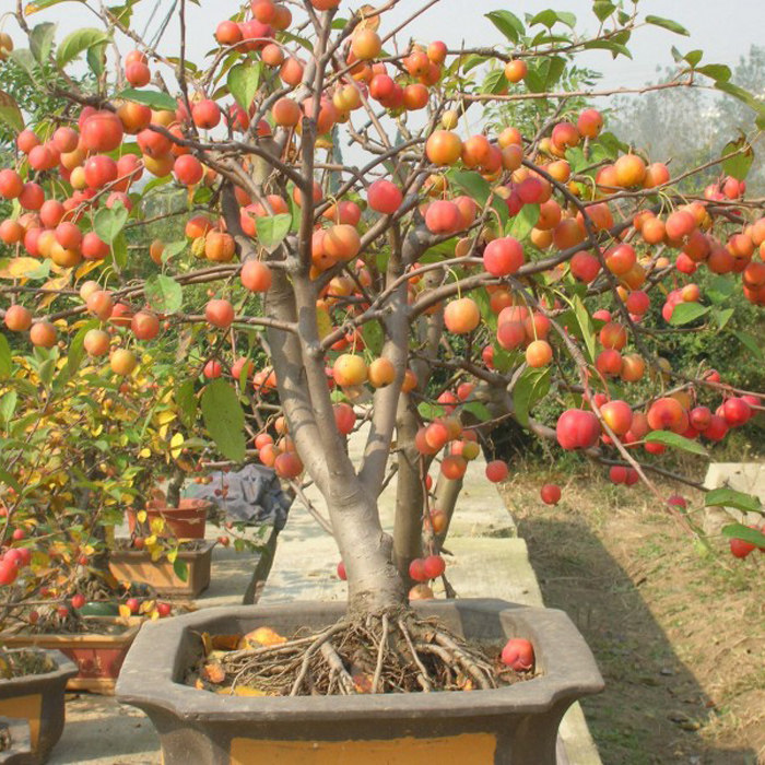 年宵花卉冬红果盆栽长寿果苗芭蕾老桩观果植物冬红果绿植室内阳台