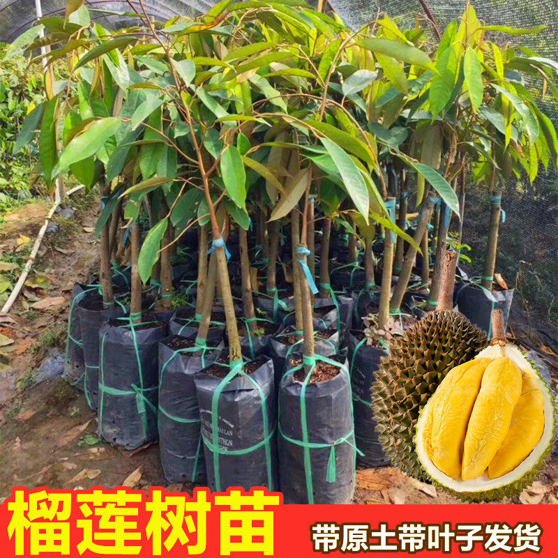 泰国榴莲苗带叶榴莲苗树带土金枕猫山王榴莲嫁接苗南方种果树带果
