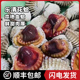 温州乐清血蛤本地新鲜花蛤血哈鲜甜肉厚美味海鲜活蛤银蚶泥蚶顺丰