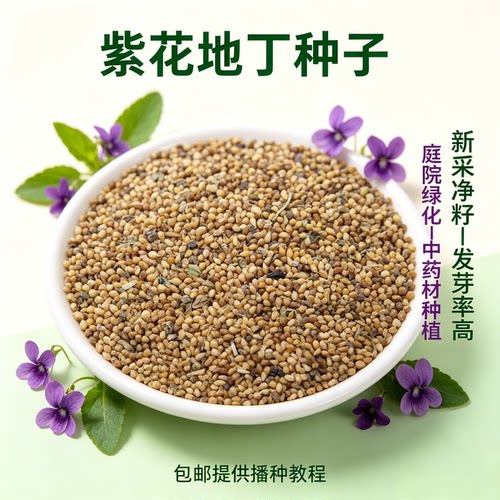 紫花地丁种子多年生花野堇菜花籽种籽子四季易活地被覆绿耐寒耐阴