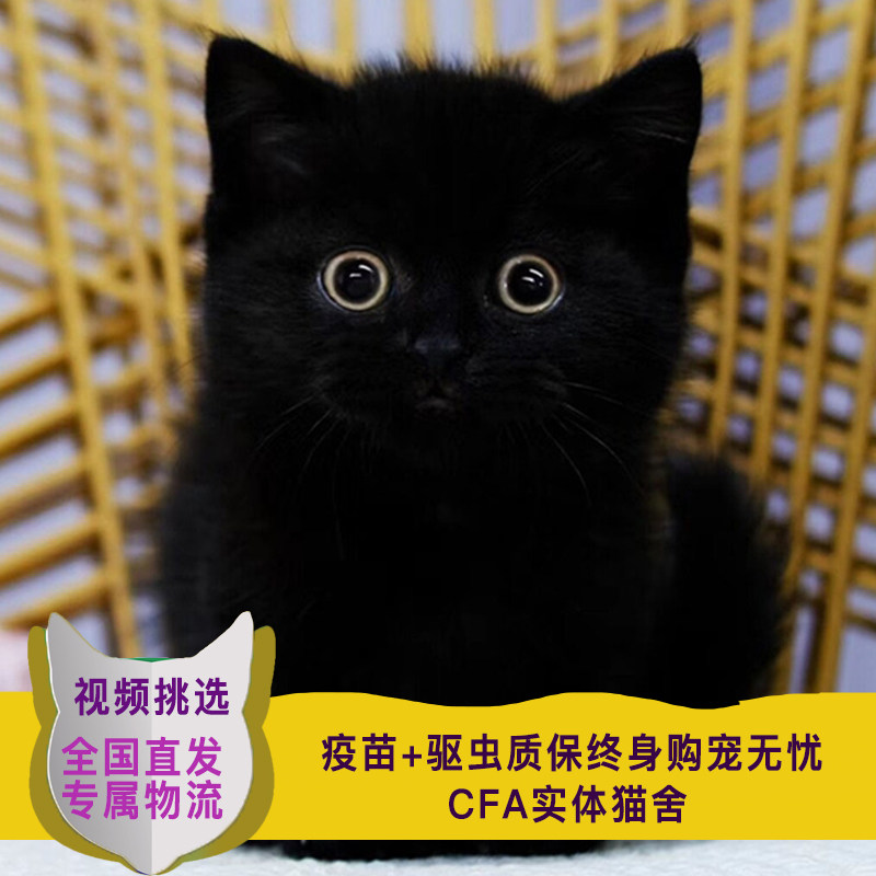 纯黑英短是玄猫吗,怎么确定黑猫是英短,玄猫和黑猫区别图片_大山谷图库