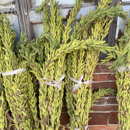 湖南衡阳本地农家自种黑芝麻白芝麻油小香油生芝麻