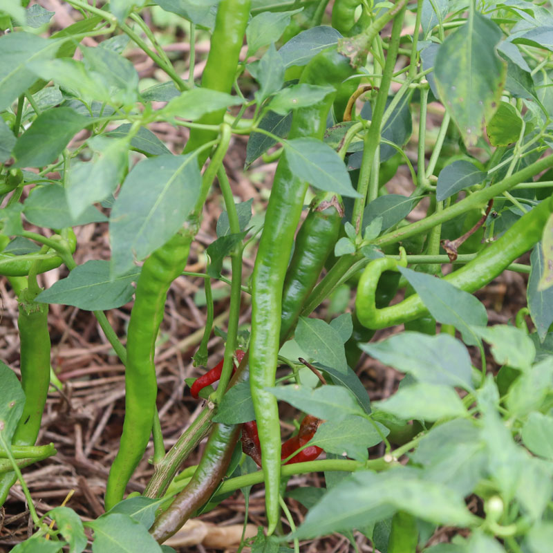 湖南衡阳本地皱皮农家自种青椒
