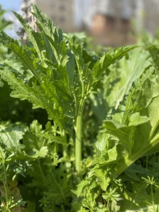 湖南衡阳本地农家青菜大叶子雪菜雪里红腌菜雪里蕻新鲜蔬菜3斤