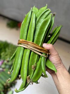 湖南衡阳本地老品种新鲜刀豆做咸菜泡菜腌菜凉拌菜原料当季蔬菜