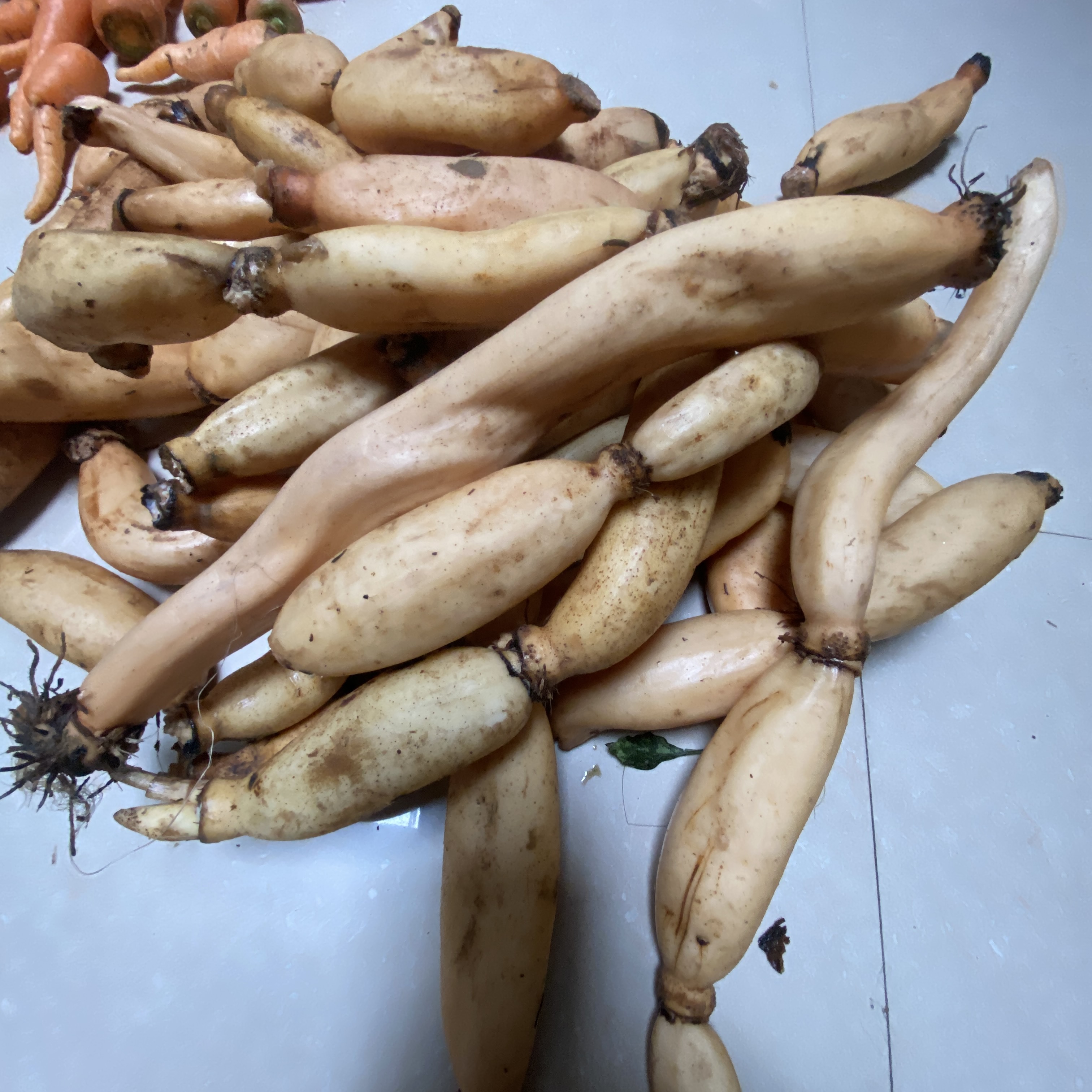 湖南衡阳本地特色田间野莲子藕