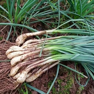 【带叶藠头】湖南现挖现发衡阳特产农家自种叫头荞头茭头蔬菜