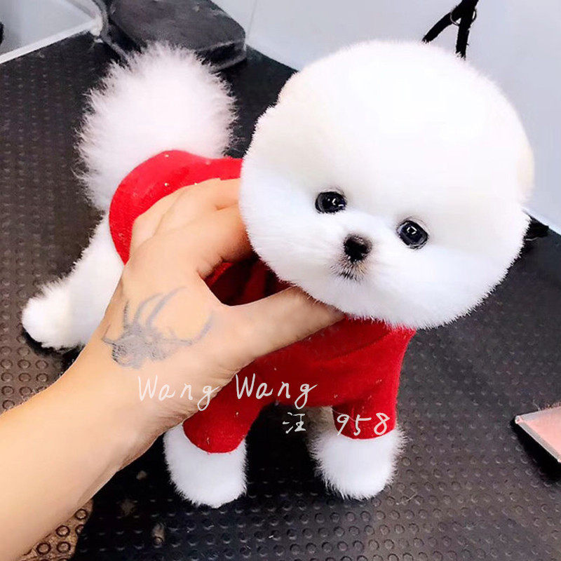纯种博美幼犬长不大茶杯犬小狗动物宠物狗狗活幼体的真狗小型好养|ruв категории животное/Животное питание и принадлежностей, Пэт жизнь услуг, подготовки, Пэт - от Buy2taobao.com для оказания профессиональной услуги покупки агента Taobao