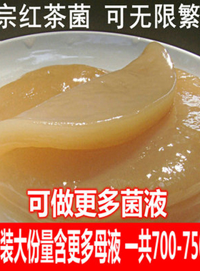 红茶菌 菌种 胃宝 海宝 正宗传统老胃宝醋蛾子发酵母液食用酵素