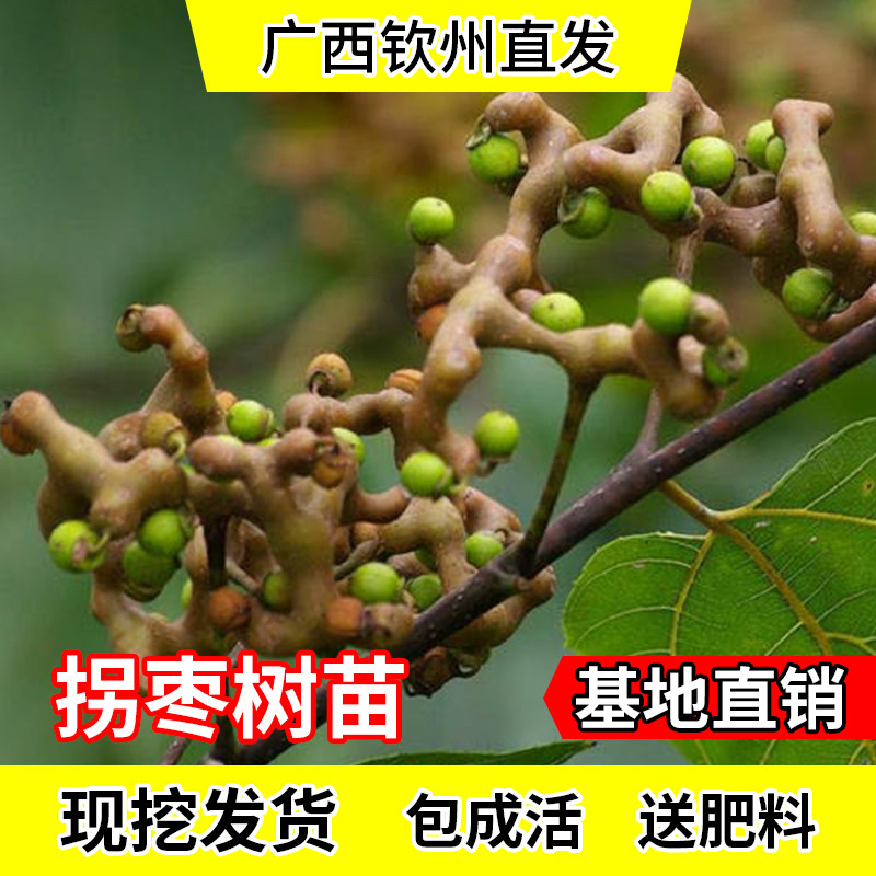 拐枣苗树苗拐枣果树苗万寿果苗鸡爪连金钩梨盆栽地栽带土带叶发货