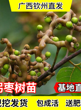 万寿果树苗拐枣树苗带土落叶