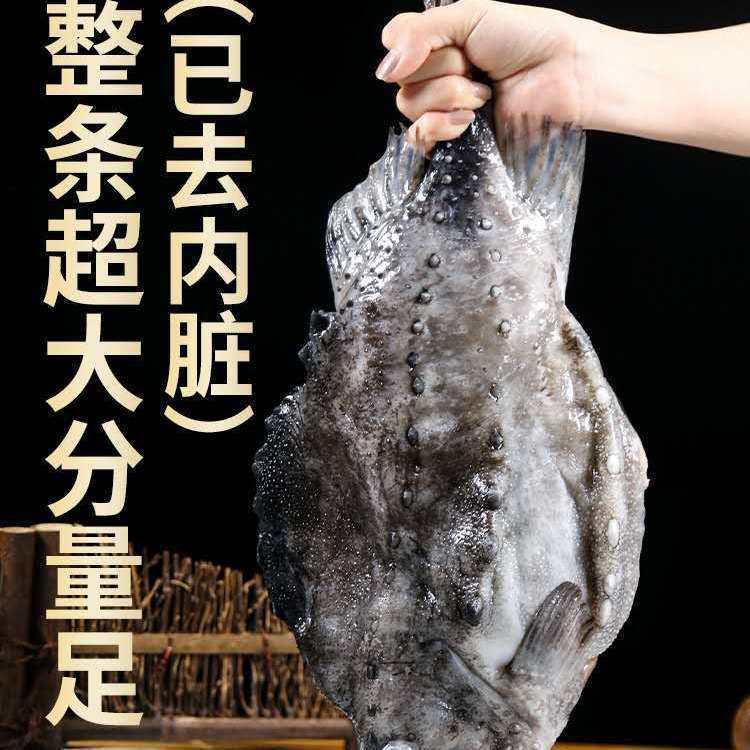 超大海参斑鱼石斑鱼超大整条北极海参斑新鲜深海斑鱼3-3.5斤/条