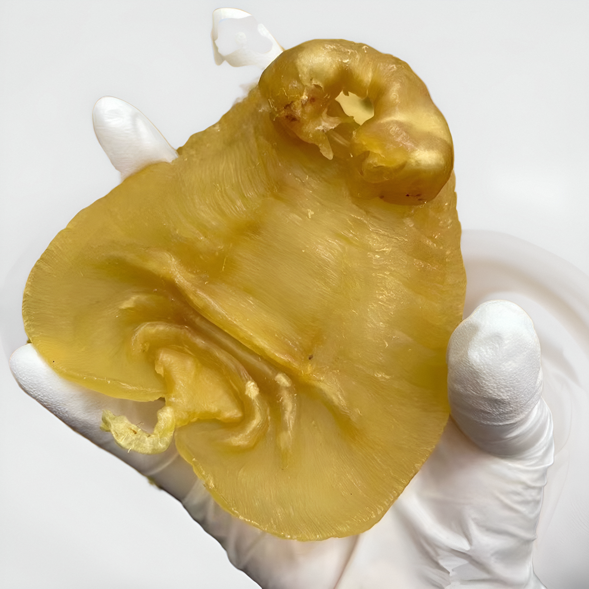 台湾鲜果吧湛江赤嘴鳘鱼胶纯公肚老胶花胶孕妇哺乳期术后滋补包邮