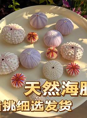 纯天然海胆壳标本小夜灯材料