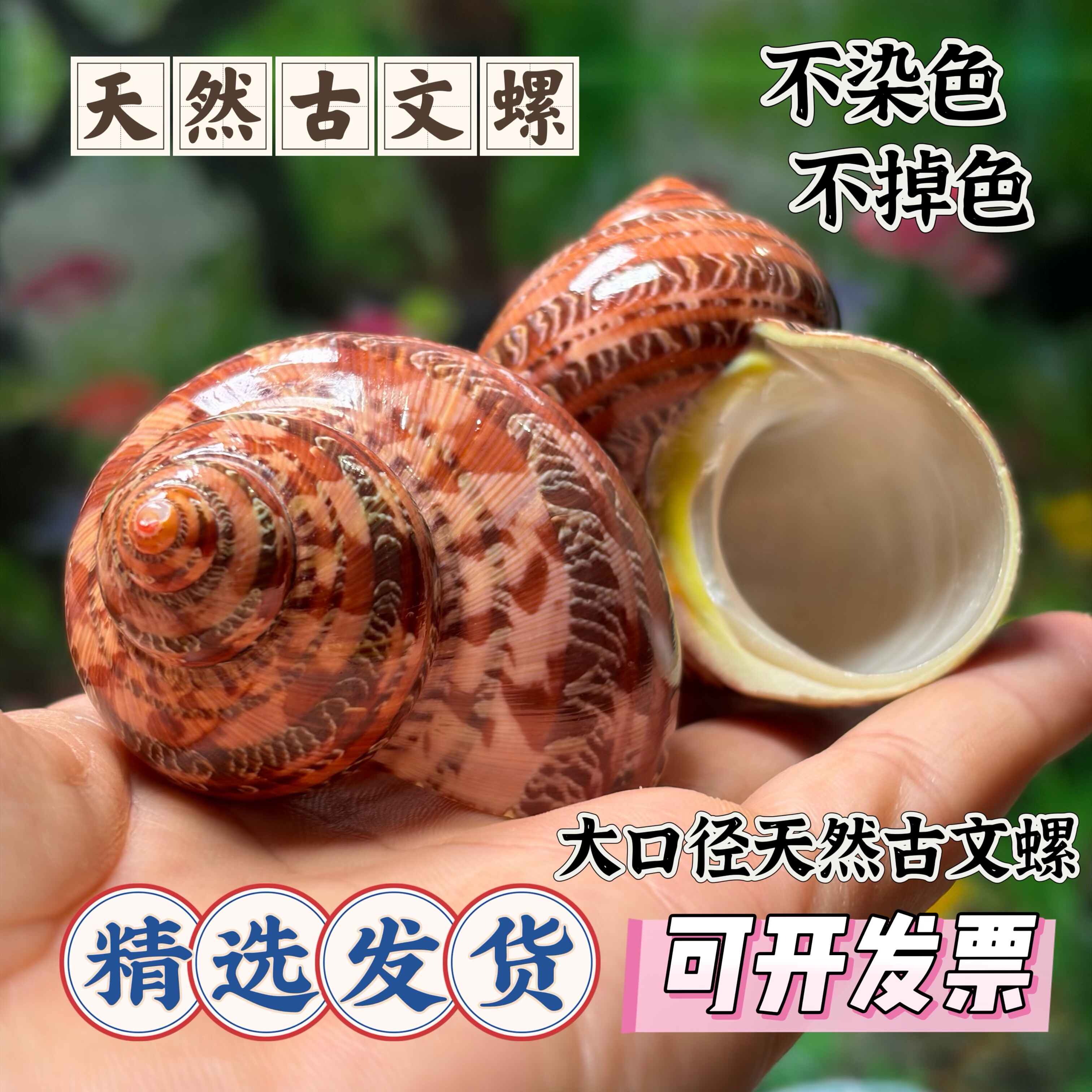 天然古文螺寄居蟹换壳海螺图片