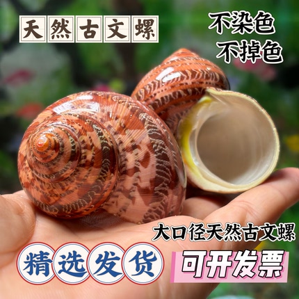天然古文螺寄居蟹换壳海螺贝壳猫眼蜗牛鱼缸水族造景收藏摆件海螺