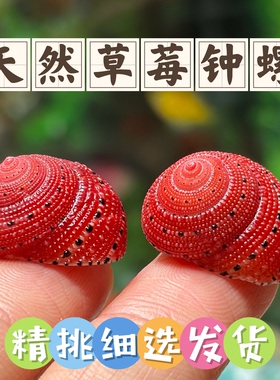 天然草莓钟螺寄居蟹替换壳