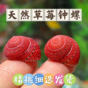 天然草莓钟螺寄居蟹替换壳鱼缸造景装 饰摆件儿童科普海螺壳