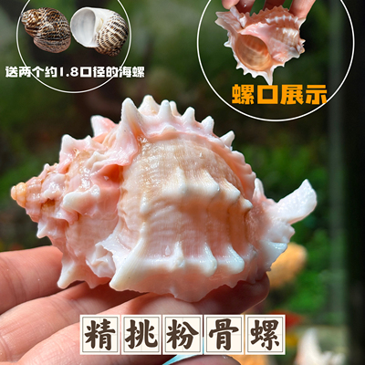 纯天然海螺粉红骨螺鱼缸造景