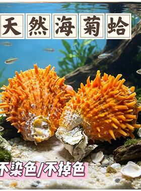 天然橙色海菊蛤扇形贝刺蛤