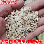 生黄瓜子可打黄瓜籽粉 黄瓜子种子 500克 包邮 中药材 正品 黄瓜籽