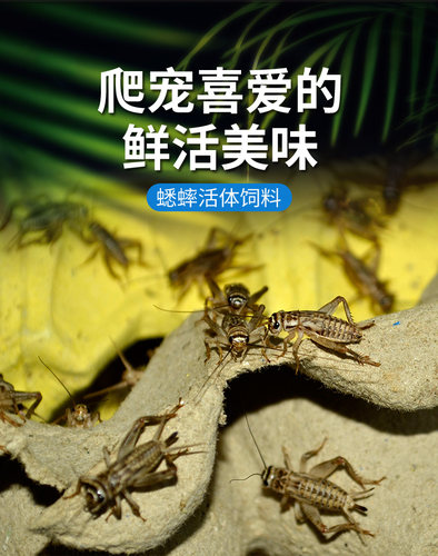 蛐蛐蟋蟀活体饲料鱼鸟爬虫