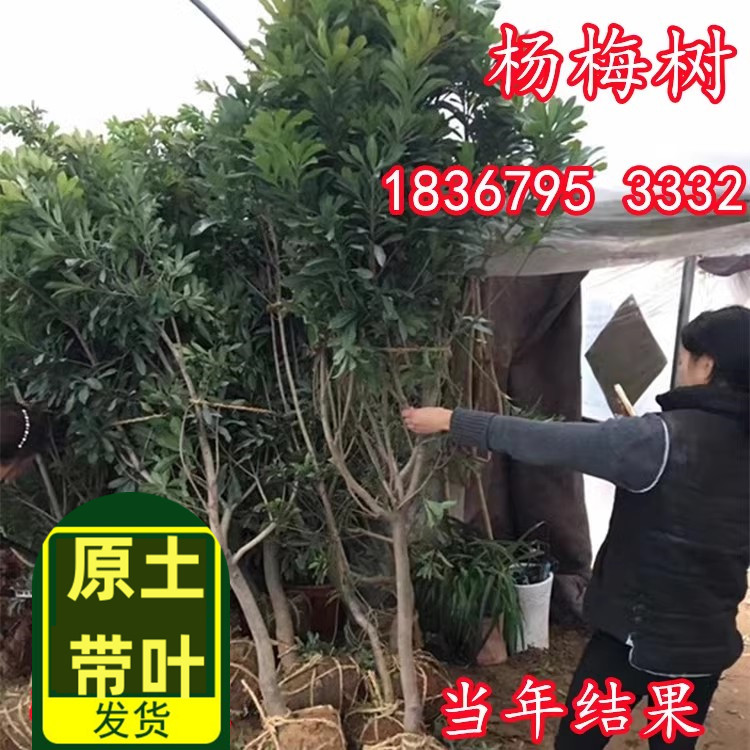 正宗仙居嫁接东魁杨梅树树苗黑炭南方种植地栽盆栽果树苗当年结果