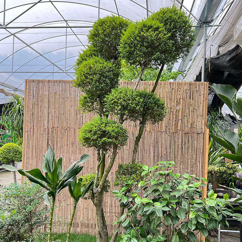 亮晶女贞耐寒四季常青花园境植物