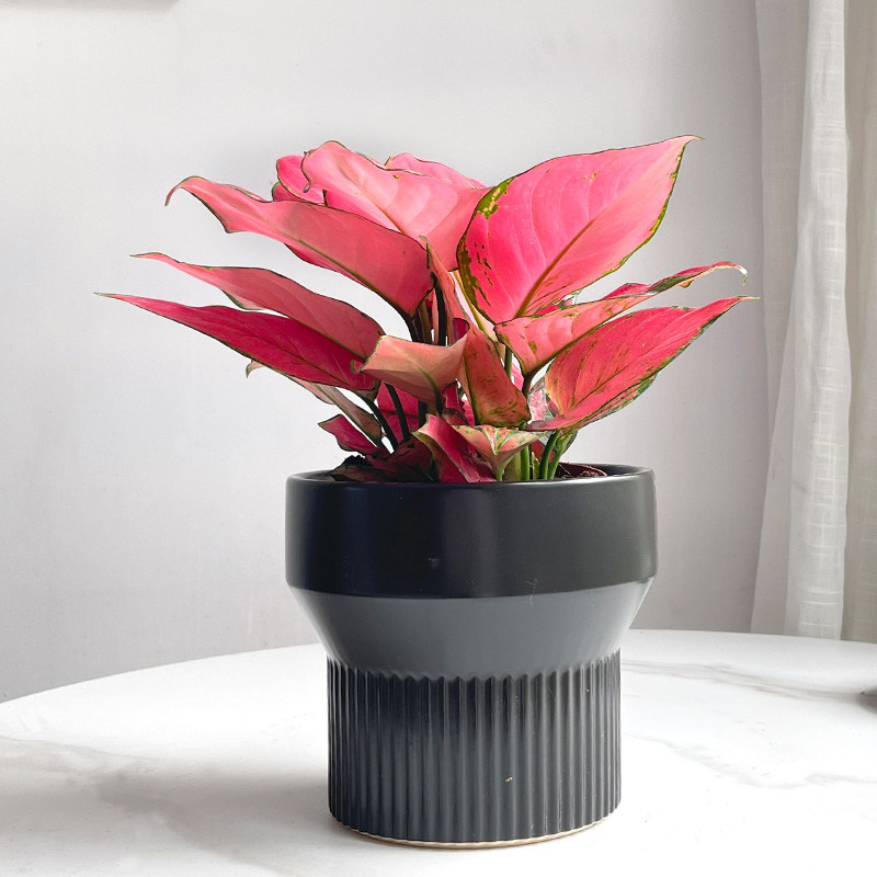 金叶子吉利红如意皇后大花苗小盆栽常绿植物室内桌面好养净化空气,鲜花速递/花卉仿真/绿植园艺,绿植,淘宝优惠券,粉丝福利购,淘宝优惠卷